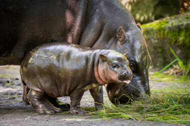 V Safari Parku Dvůr Králové se narodilo mládě vzácného hrošíka liberijského