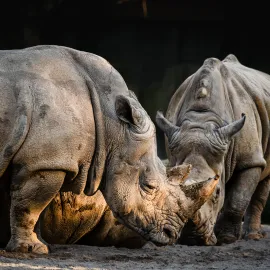 Dvorská zoo měla výborné léto, míří k návštěvnickému rekordu