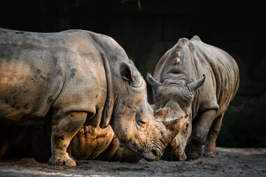 Dvorská zoo měla výborné léto, míří k návštěvnickému rekordu