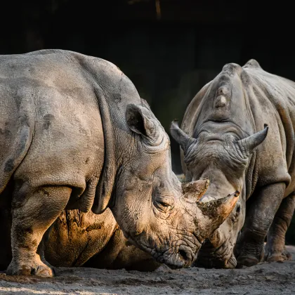 Dvorská zoo měla výborné léto, míří k návštěvnickému rekordu