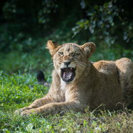 Zoo Dvůr Králové ukončila provoz safari. Návštěvnost měla v létě rekordní