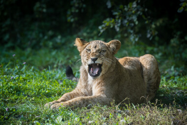 Zoo Dvůr Králové ukončila provoz safari. Návštěvnost měla v létě rekordní