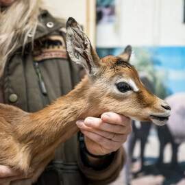 Safari Park má první mládě roku 2025. Je jím malá antilopa