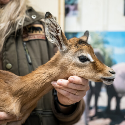 Safari Park má první mládě roku 2025. Je jím malá antilopa