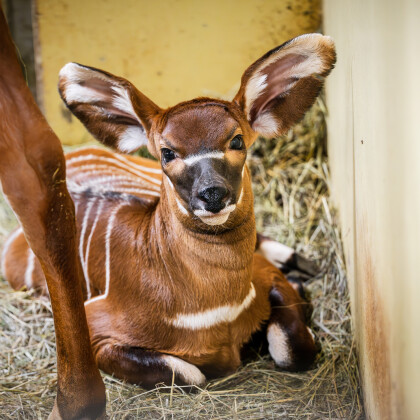 V zoo Dvůr Králové se narodilo mládě kriticky ohrožených antilop bongů horských