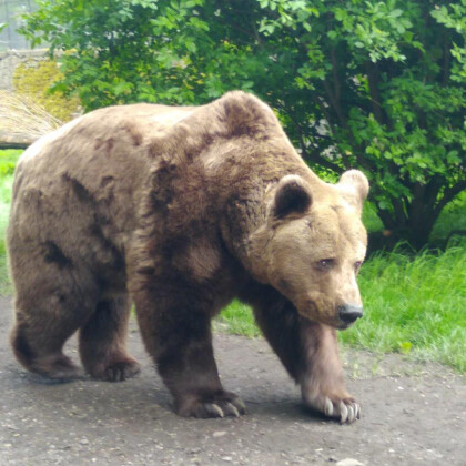 Veterinář musel uspat Ludvíka, medvěda ze zámku v Náchodě