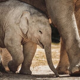 V Safari Parku můžete teď zase o něco blíž krokodýlům i slonům