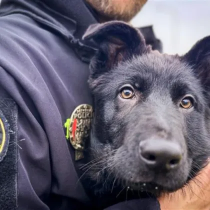 Městská policie cvičí nového čtyřnohého parťáka. Jmenuje se Iraq