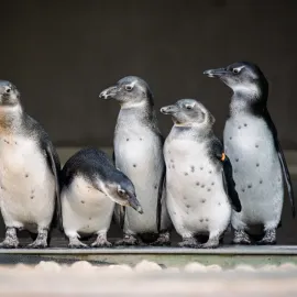Malí tučňáci jsou venku. Safari Park Dvůr Králové láká na unikátní podívanou