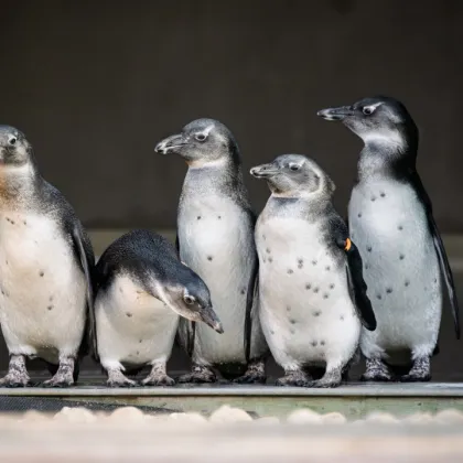 Malí tučňáci jsou venku. Safari Park Dvůr Králové láká na unikátní podívanou
