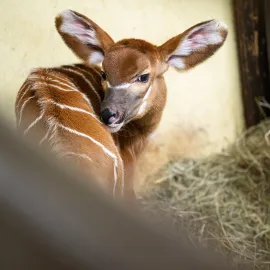 V zoo Dvůr Králové se narodilo další mládě kriticky ohrožených bongů horských