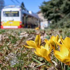 FOTO: V Hradci Králové rozkvetlo několik tisíc květin
