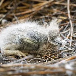 V zoo Dvůr se poprvé narodila volavka obrovská