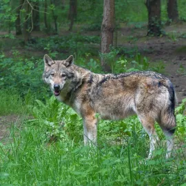 Lično na Rychnovsku varuje před vlkem, lidé by měli být opatrní