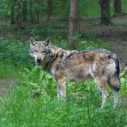 Lično na Rychnovsku varuje před vlkem, lidé by měli být opatrní