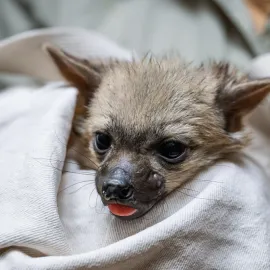Safari Park v Dvoře Králové slaví další úspěch – narodilo se pět mláďat hyen hřivnatých