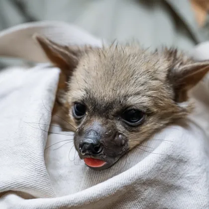 Safari Park v Dvoře Králové slaví další úspěch – narodilo se pět mláďat hyen hřivnatých
