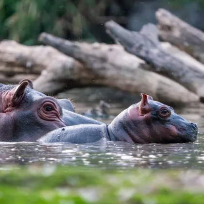 Safari Park Dvůr Králové vypustil do venkovní expozice stádo pěti hrochů