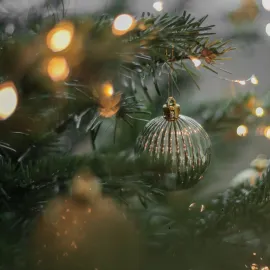 Praha hledá Vánoční strom. Může stát i ve východních Čechách!