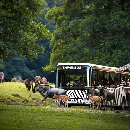 Zoo Dvůr Králové ovládnou Africké dny, . Od 17:00 bude jednotné vstupné 100 Kč