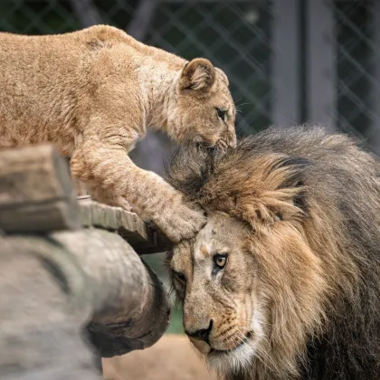V Safari Parku Dvůr Králové se zapojila do lví smečky čtyři letošní lvíčata