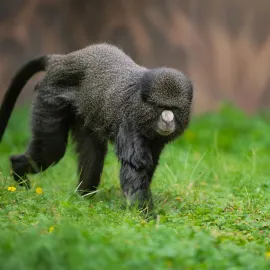 Zoo Dvůr Králové získala z Polska tři kočkodany bělonosé. Chce je rozmnožit
