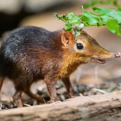 Zoo Dvůr Králové má první odchov bércounů Petersových, . Jou příbuznými slonů