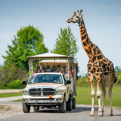 Lidé mají jednu z posledních možnosti vyrazit ve Dvoře Králové do safari