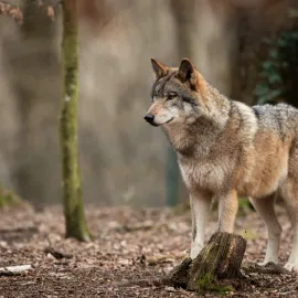 V Krkonošském národním parku žije ve dvou až třech smečkách do deseti vlků