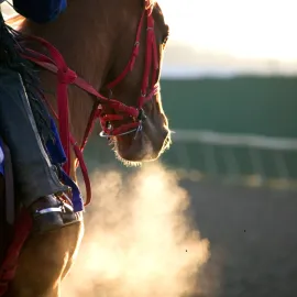 Jeden z vítězů loňské Velké pardubické Sexy Lord bude obhajovat s číslem 14