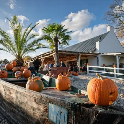 Strašidelný týden přilákal do dvorské zoo 25 tisíc lidí