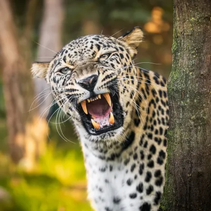 Oslavy 80 let chovu zvířat v Safari Parku. Vstup jen za 80 korun