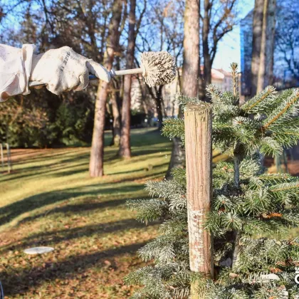 Krást vánoční stromky v Hradci Králové se nevyplácí. Zloděj si zasmradí celý byt