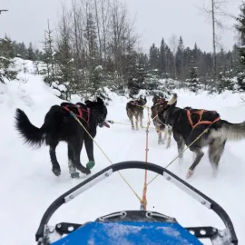 V Orlických horách se bude konat nejdrsnější závod psích spřežení v Česku