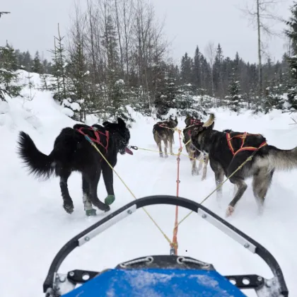 V Orlických horách se bude konat nejdrsnější závod psích spřežení v Česku