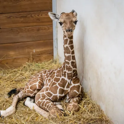V Zoo Dvůr Králové se po 12 letech narodilo mládě ohrožené žirafy síťované