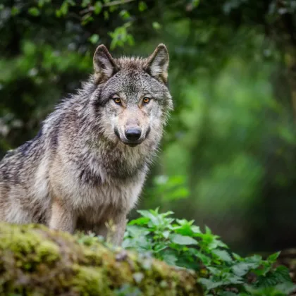 Na Broumovsku žije rekordních až 27 vlků, potvrdilo letošní sčítání ochranářů
